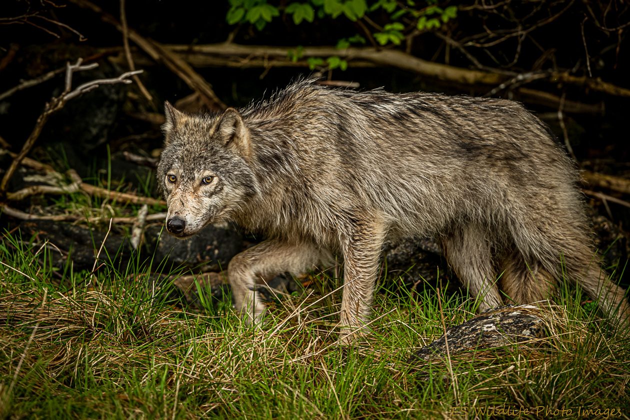 A gray wolf moving through wet grass at the edge of a downed-timber tangle.