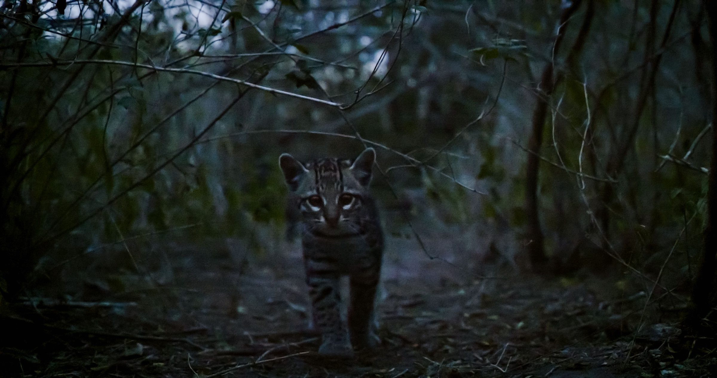 An ocelot at last light on a game trail in dense thornshrub.