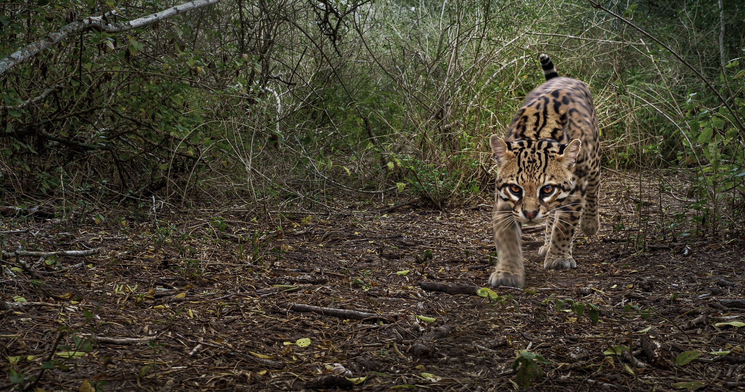 An ocelot walking directly toward a remote camera through Tamaulipan thornshrub.